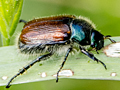 Phyllopertha horticola